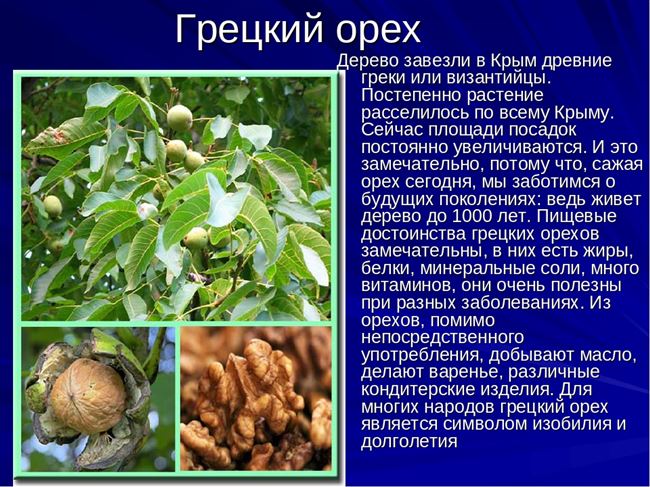 Размножение грецкого ореха